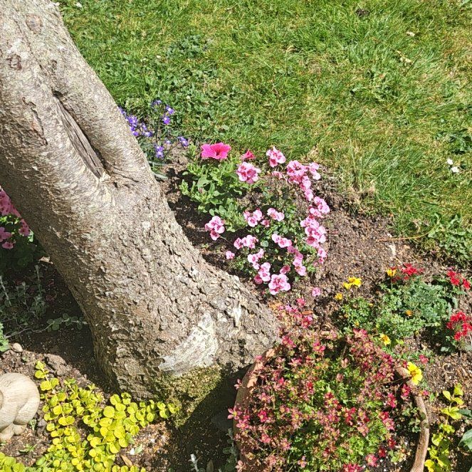 Photo of the plant species Purple Woodsorrel by @StatelyBeans64 named Marley on Greg, the plant care app