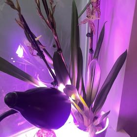Photo of the plant species Aliceara Memoria Donald Yamada by @TastyKowhai32 named Sanders on Greg, the plant care app