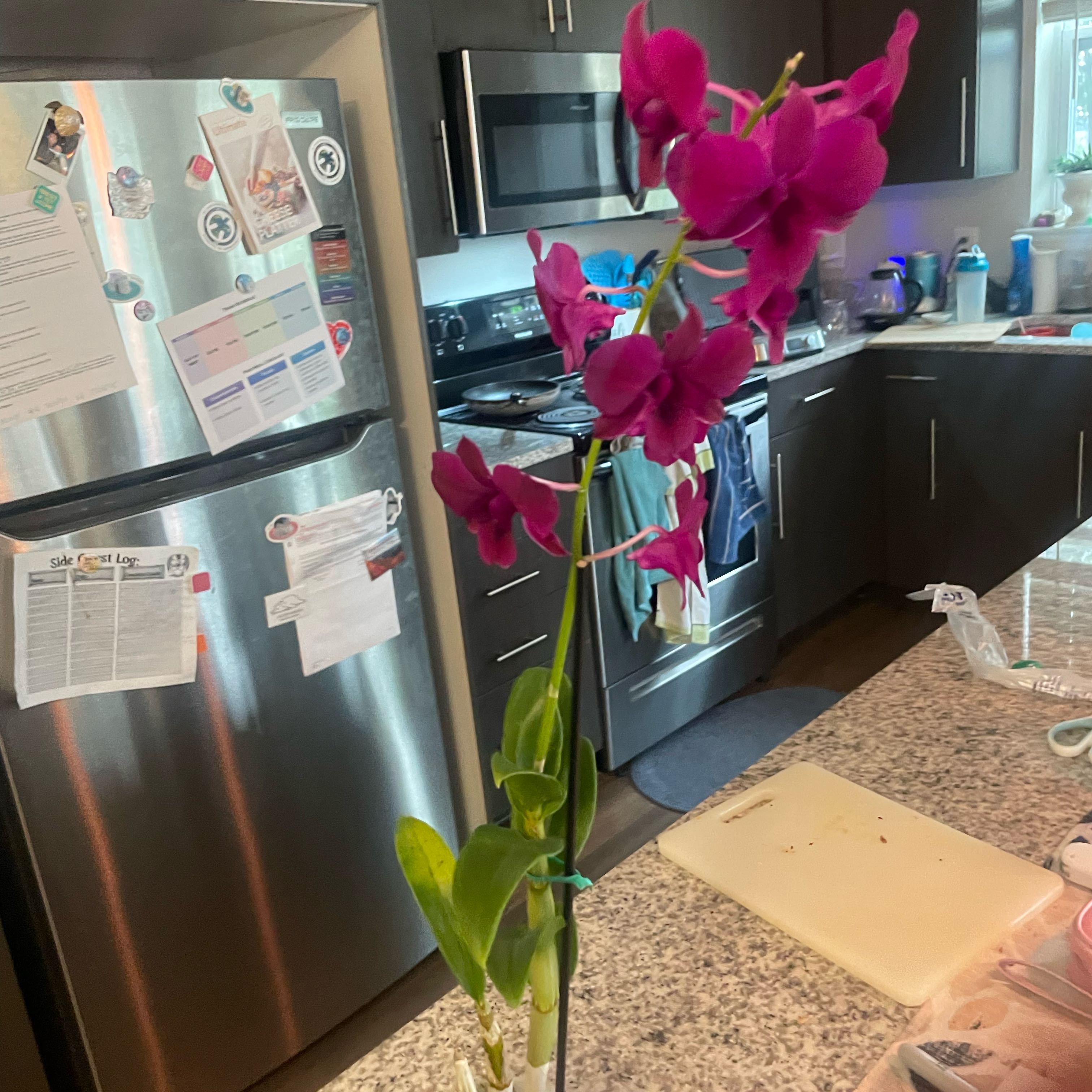 Photo of the plant species Dendrobium by @TastyKowhai32 named James Dean on Greg, the plant care app