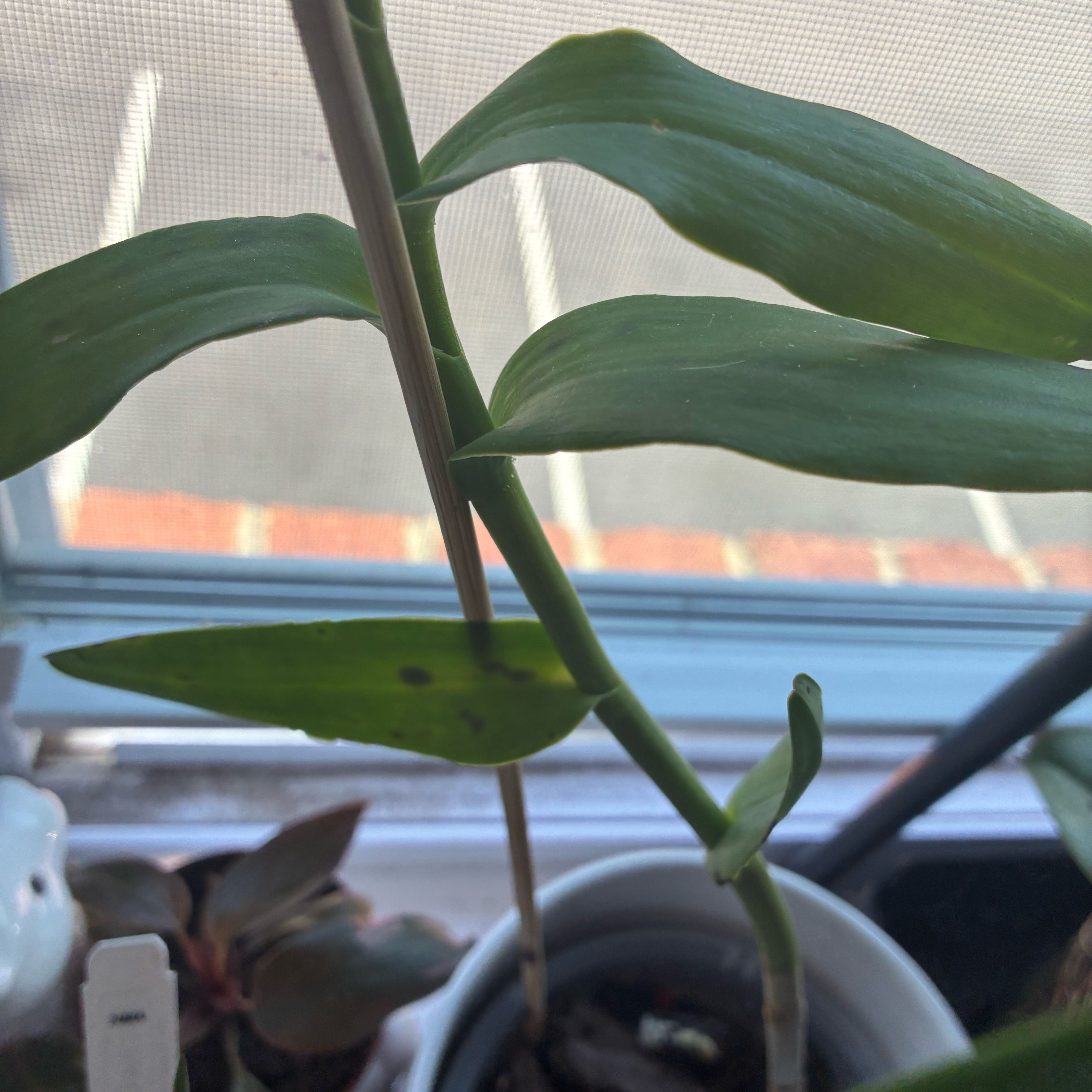 Photo of the plant species Fire Star Orchid by @TastyKowhai32 named Leaf Erickson on Greg, the plant care app