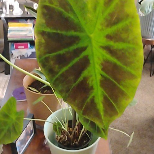 Photo of the plant species Elephant Ears by @UnspoiltSalal38 named Sherlock on Greg, the plant care app
