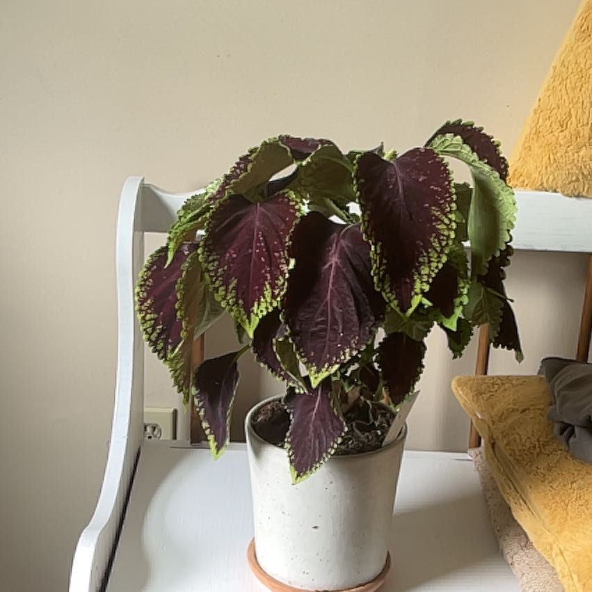 Photo of the plant species Kong Scarlet by @GoodRedflax83 named Kylie on Greg, the plant care app