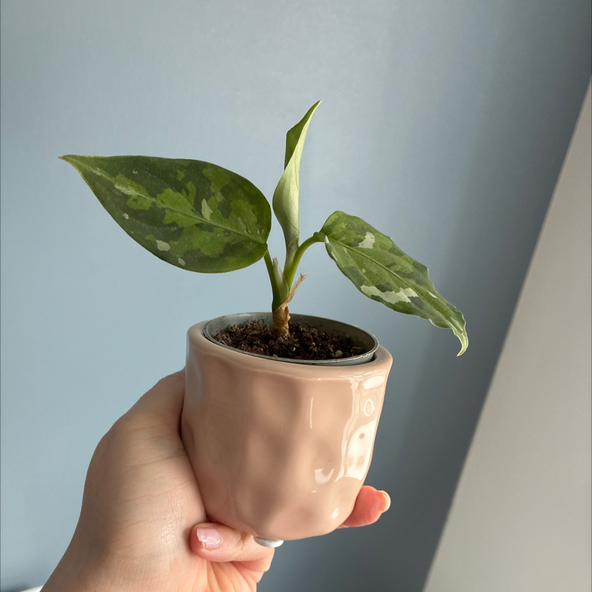 Photo of the plant species Aglaonema 'Tricolor' by @Holleyj named Delta on Greg, the plant care app
