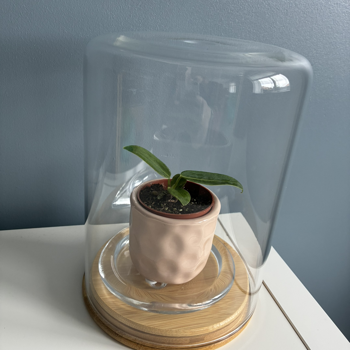 Photo of the plant species Anthurium warocqueanum by @Holleyj named Queenie on Greg, the plant care app