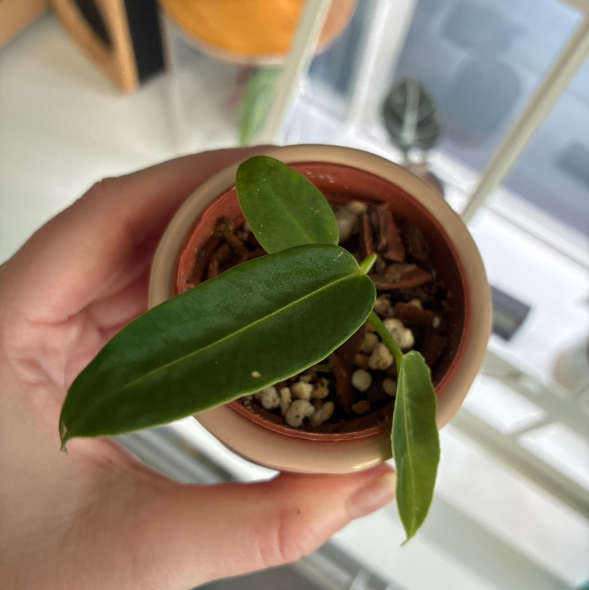 Photo of the plant species Anthurium warocqueanum by @Holleyj named Queenie on Greg, the plant care app