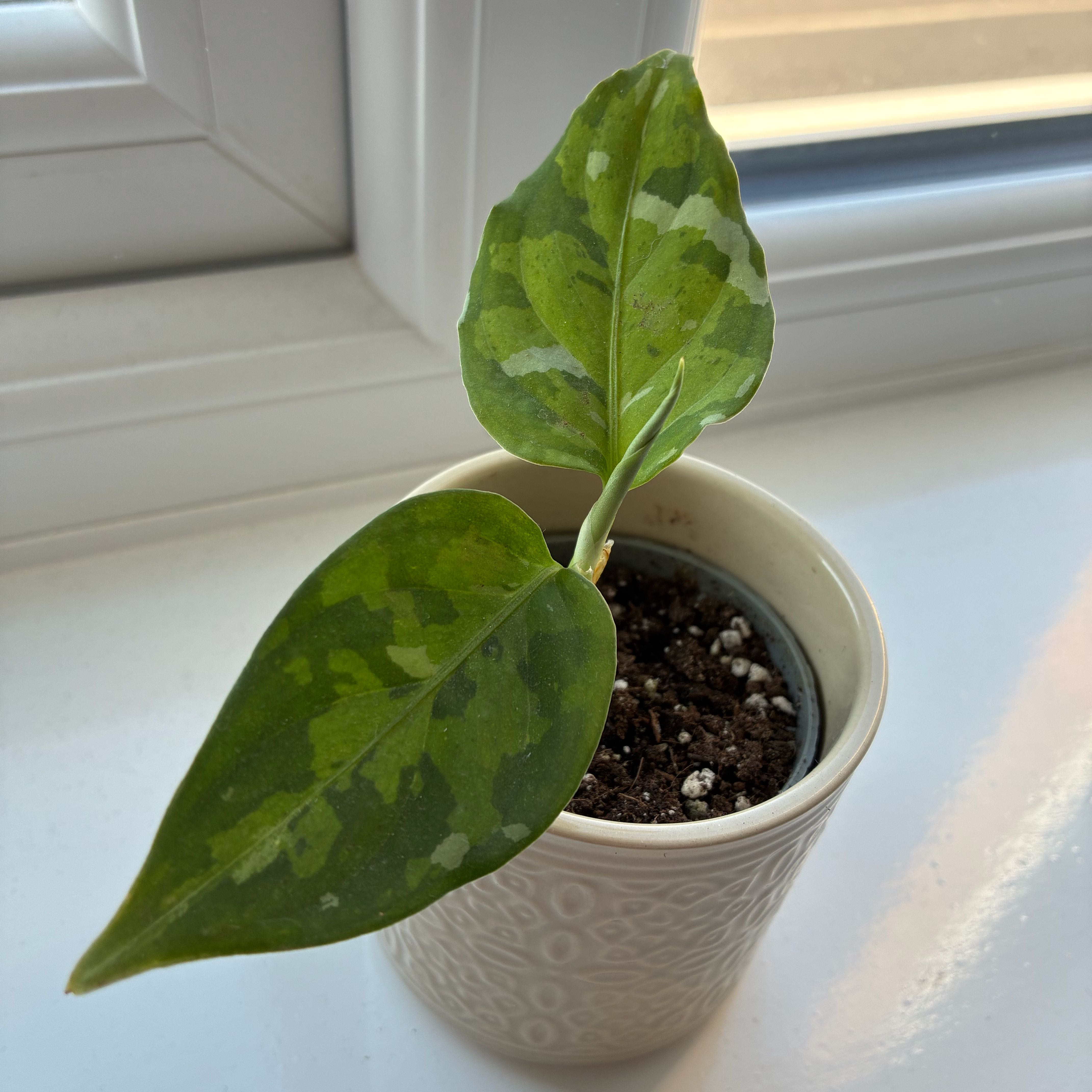 Photo of the plant species Aglaonema 'Tricolor' by @Holleyj named Delta on Greg, the plant care app