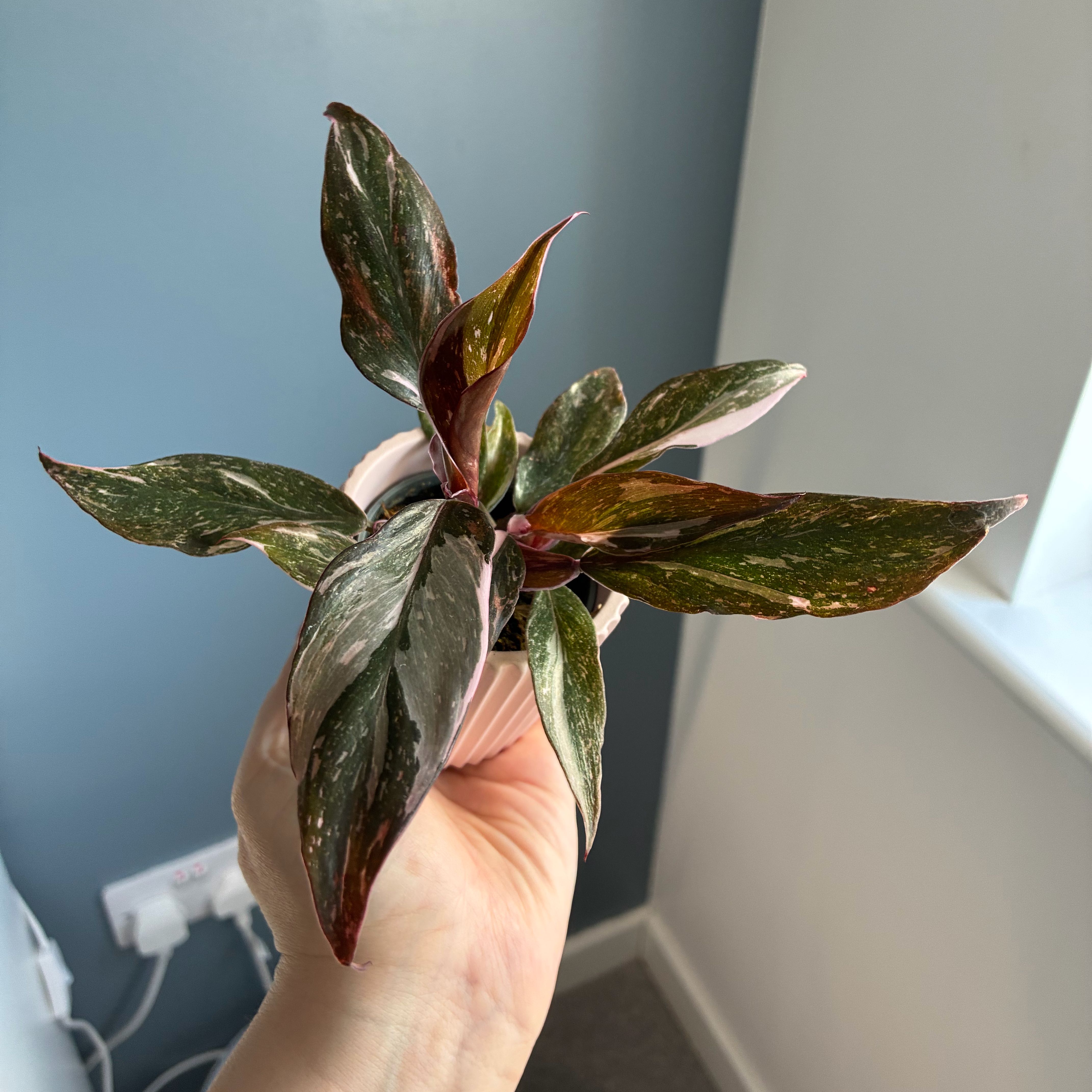 Photo of the plant species Philodendron Red Anderson by @Holleyj named Merlot on Greg, the plant care app