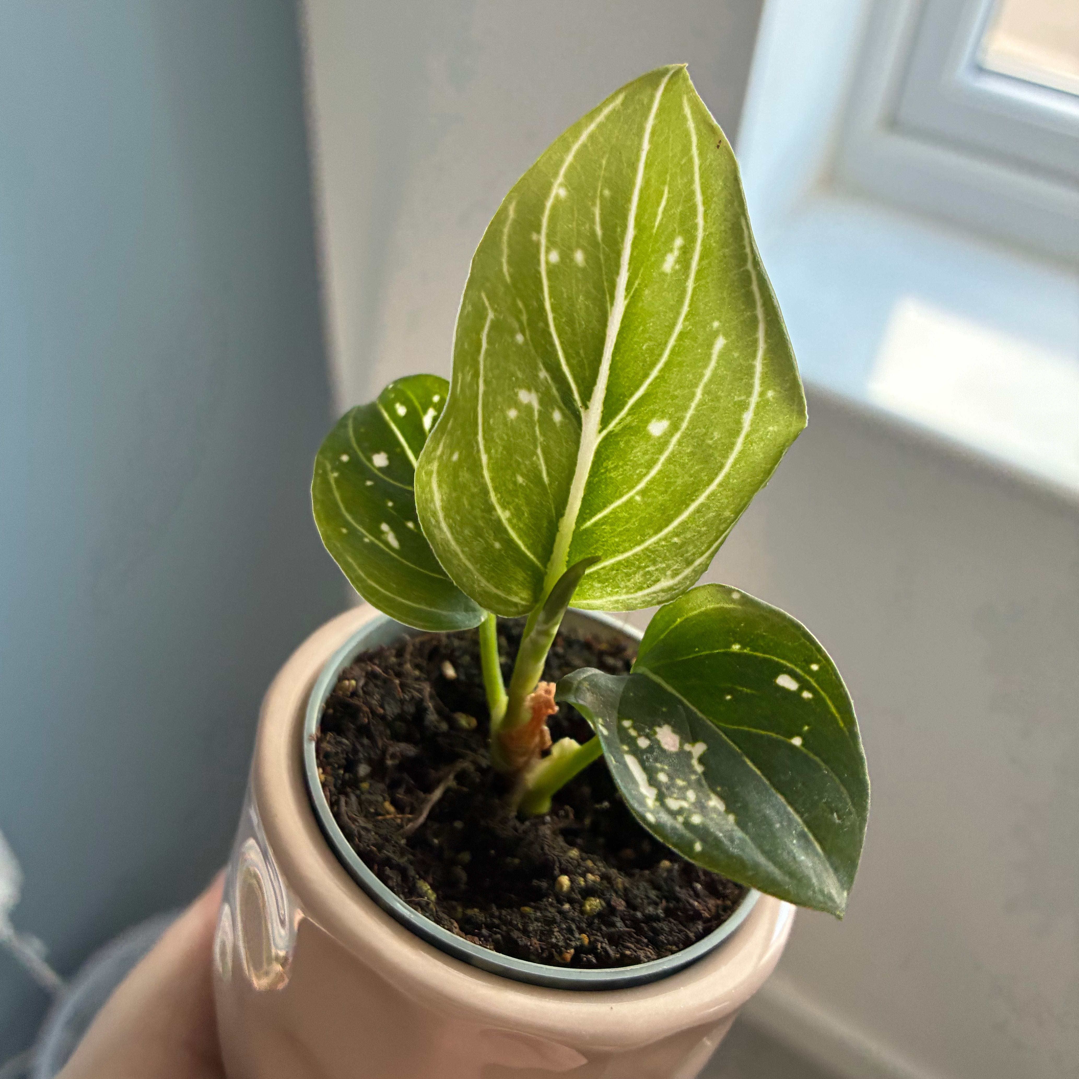 Photo of the plant species Chinese Evergreen by @Holleyj named Tom on Greg, the plant care app