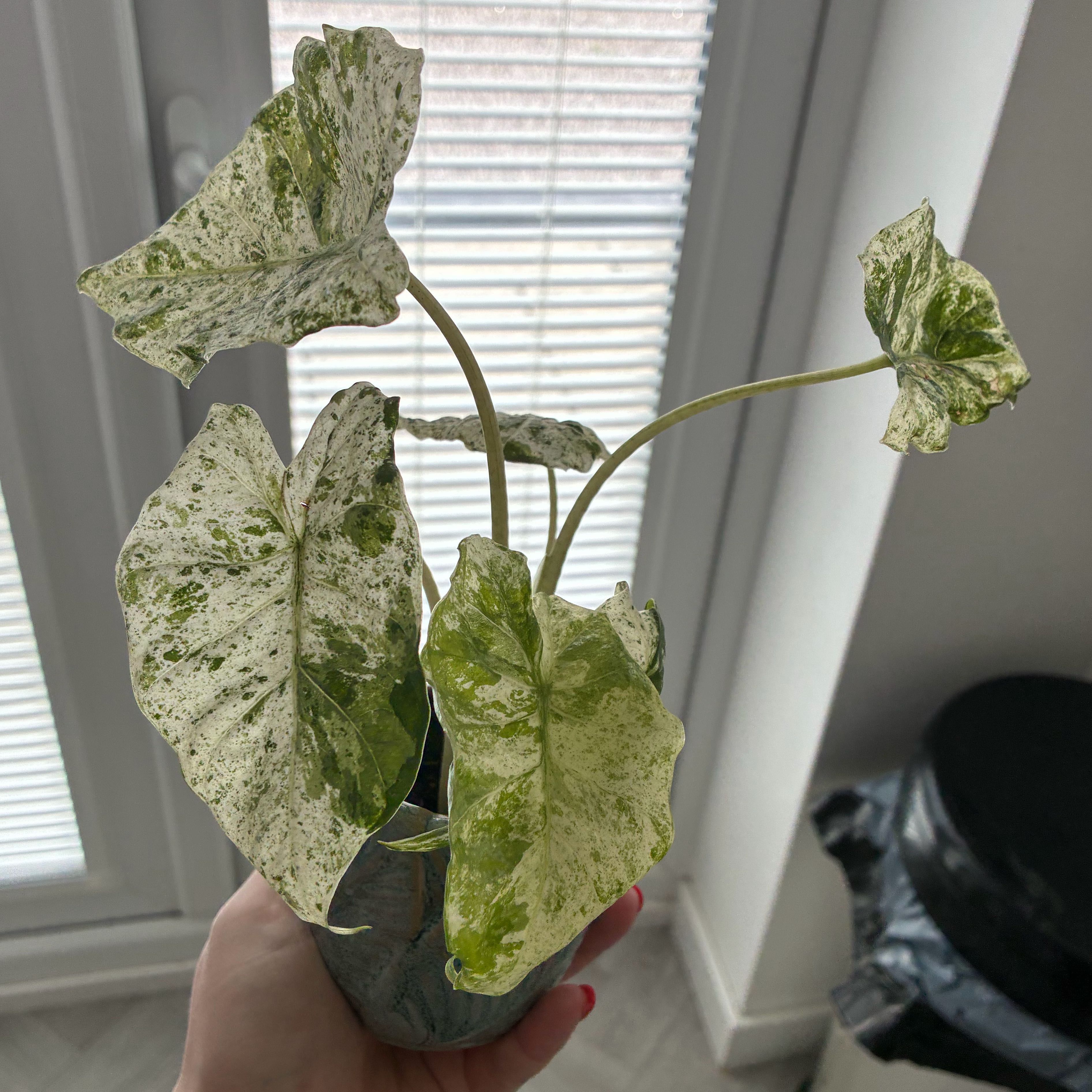 Photo of the plant species Alocasia Batik 'Blizzard' by @Holleyj named Blizzard on Greg, the plant care app