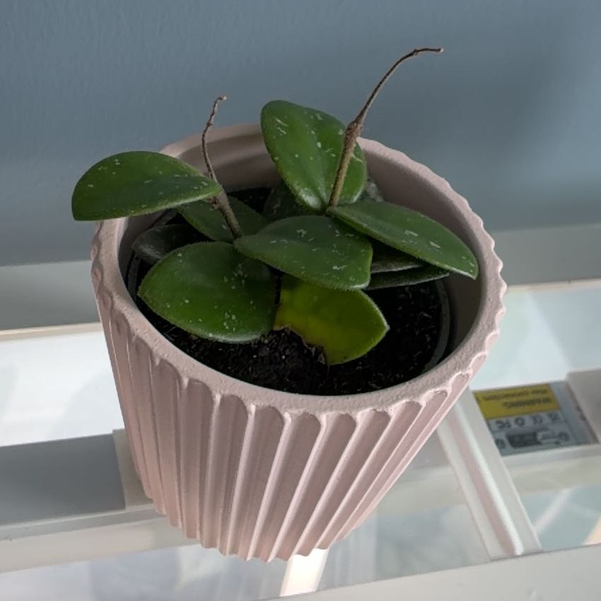 Photo of the plant species Hoya 'Mathilde Splash' by @Holleyj named Eve on Greg, the plant care app