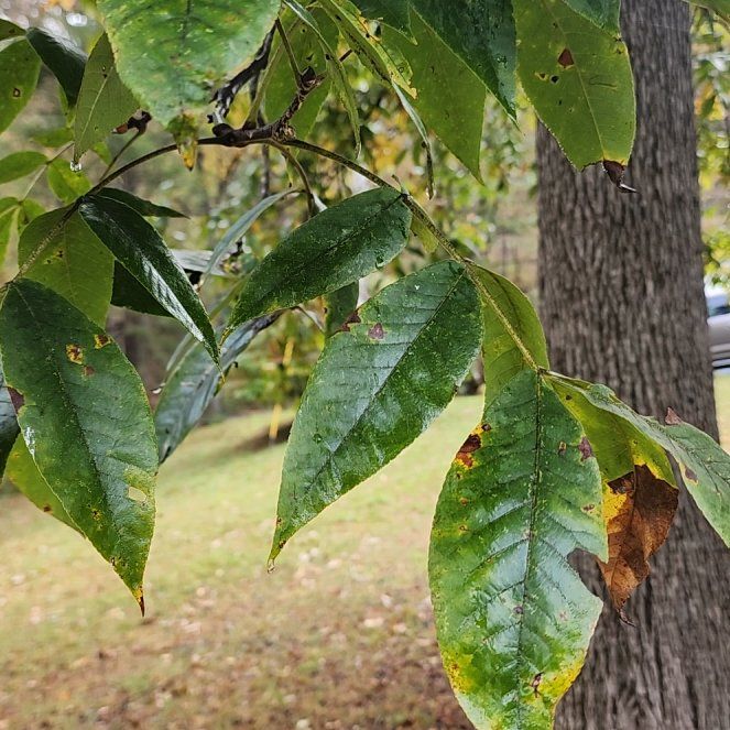 Photo of the plant species Pignut Hickory by @RadHenbane44 named Gomez on Greg, the plant care app