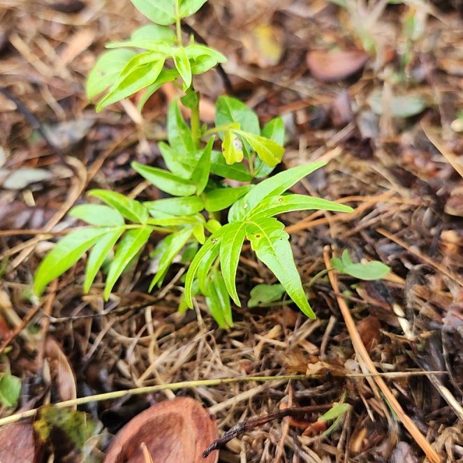 Photo of the plant species Wonga Wonga Vine by @RadHenbane44 named Hamilton on Greg, the plant care app