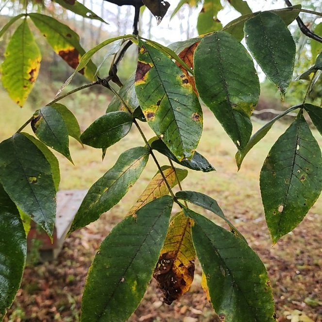 Photo of the plant species Pignut Hickory by @RadHenbane44 named Figyonce on Greg, the plant care app