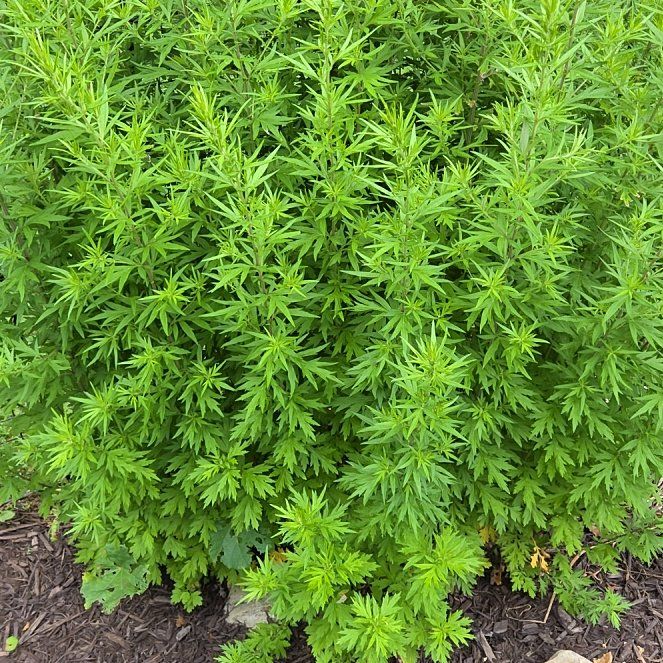 Photo of the plant species Mugwort by @RadHenbane44 named Orwell on Greg, the plant care app