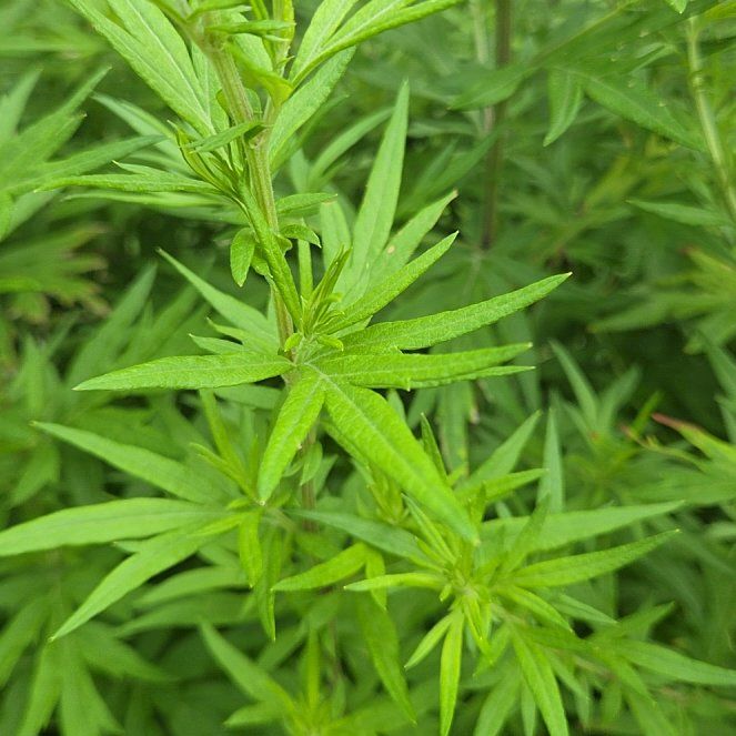 Photo of the plant species Mugwort by @RadHenbane44 named Naomi on Greg, the plant care app