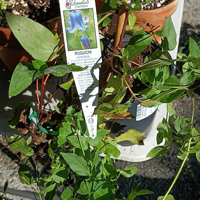 Photo of the plant species Clematis 'Roguchi' by @VipDamiana42 named Kobe on Greg, the plant care app
