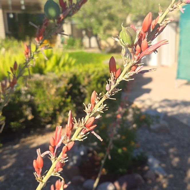 Photo of the plant species Coachwhip by @AwakeOrpine60 named Beckham on Greg, the plant care app