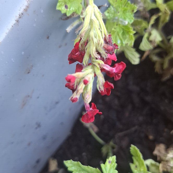 Photo of the plant species Coral Bells by @PsychedupComet named Captain Plant-it on Greg, the plant care app