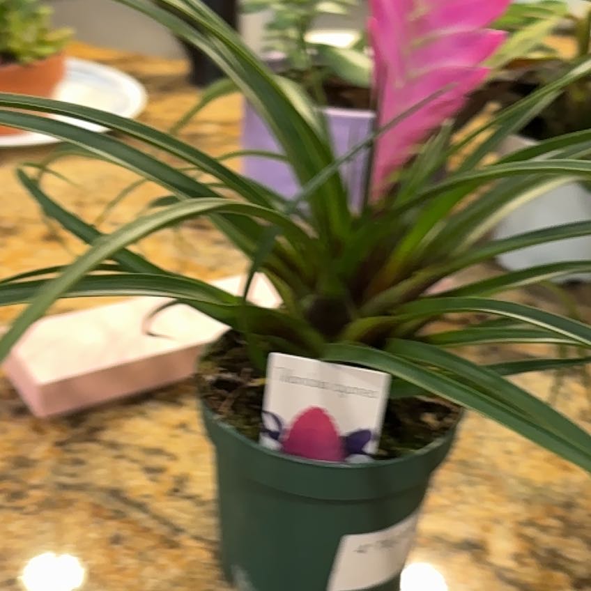 Photo of the plant species Bromeliad Antonio Pink by @NimbleLithops19 named Bromeliad on Greg, the plant care app