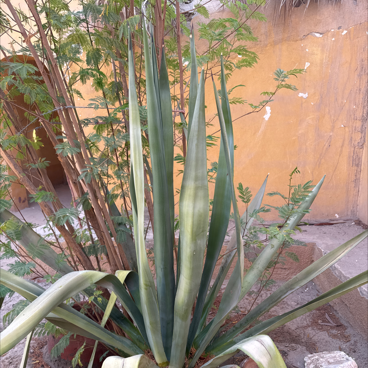 Photo of the plant species Sisal by @SaintlyPepino52 named Sol on Greg, the plant care app