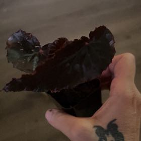 Photo of the plant species Ivy-Leaved Cyclamen by @RiverGirl711 named Rosa on Greg, the plant care app