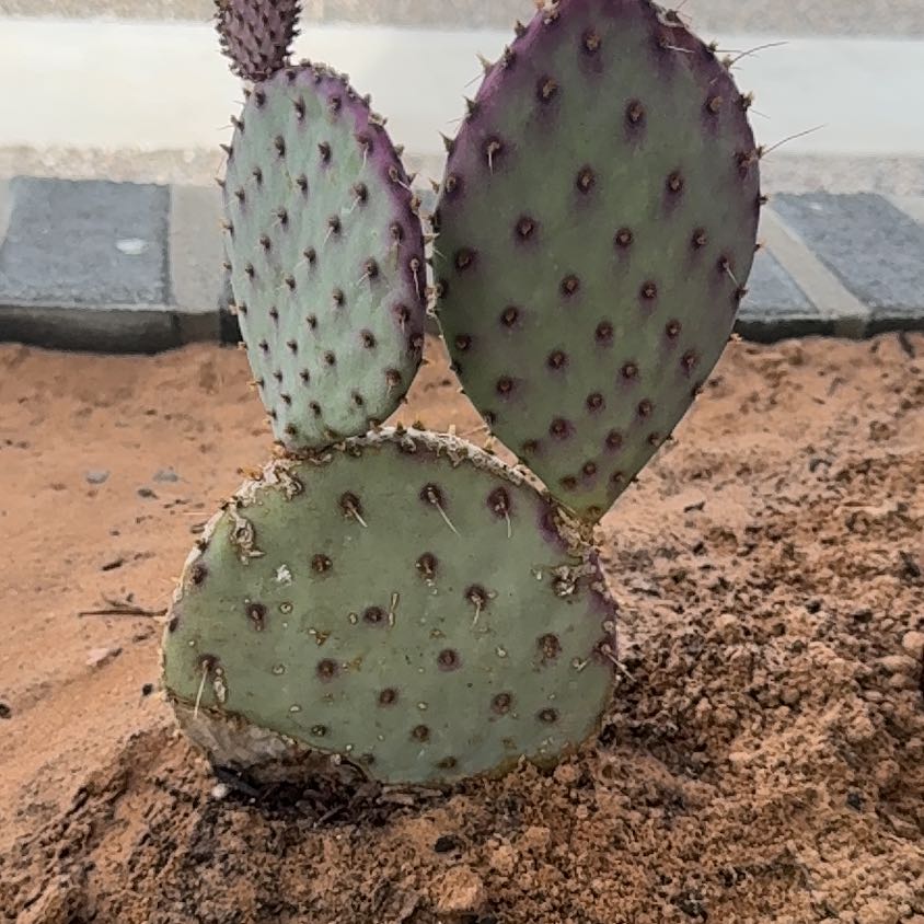Photo of the plant species Black-Spined Prickly Pear by @ProudBalsam19 named Hamilton on Greg, the plant care app