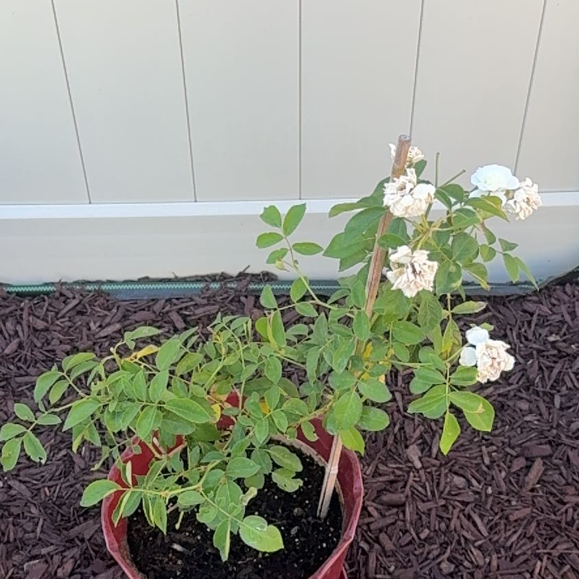 Photo of the plant species Iceberg Rose by @ZarfTimeout99 named White rose on Greg, the plant care app
