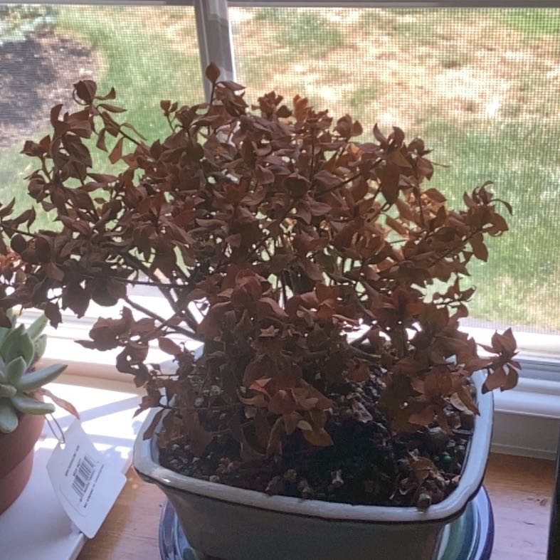 Photo of the plant species Azalea Bonsai by @CivilRaintree47 named Naomi on Greg, the plant care app