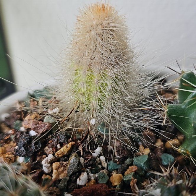 Photo of the plant species Arborescent Prickly Pear by @SunflowerSunset named Sonora on Greg, the plant care app