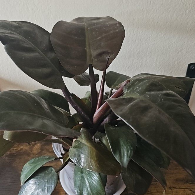 Photo of the plant species Philodendron 'Black Cardinal' by @SunflowerSunset named Elina on Greg, the plant care app