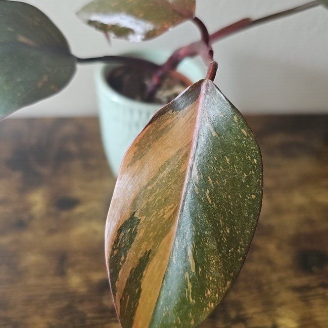 Photo of the plant species Philodendron 'Orange Princess' by @SunflowerSunset named Maya on Greg, the plant care app