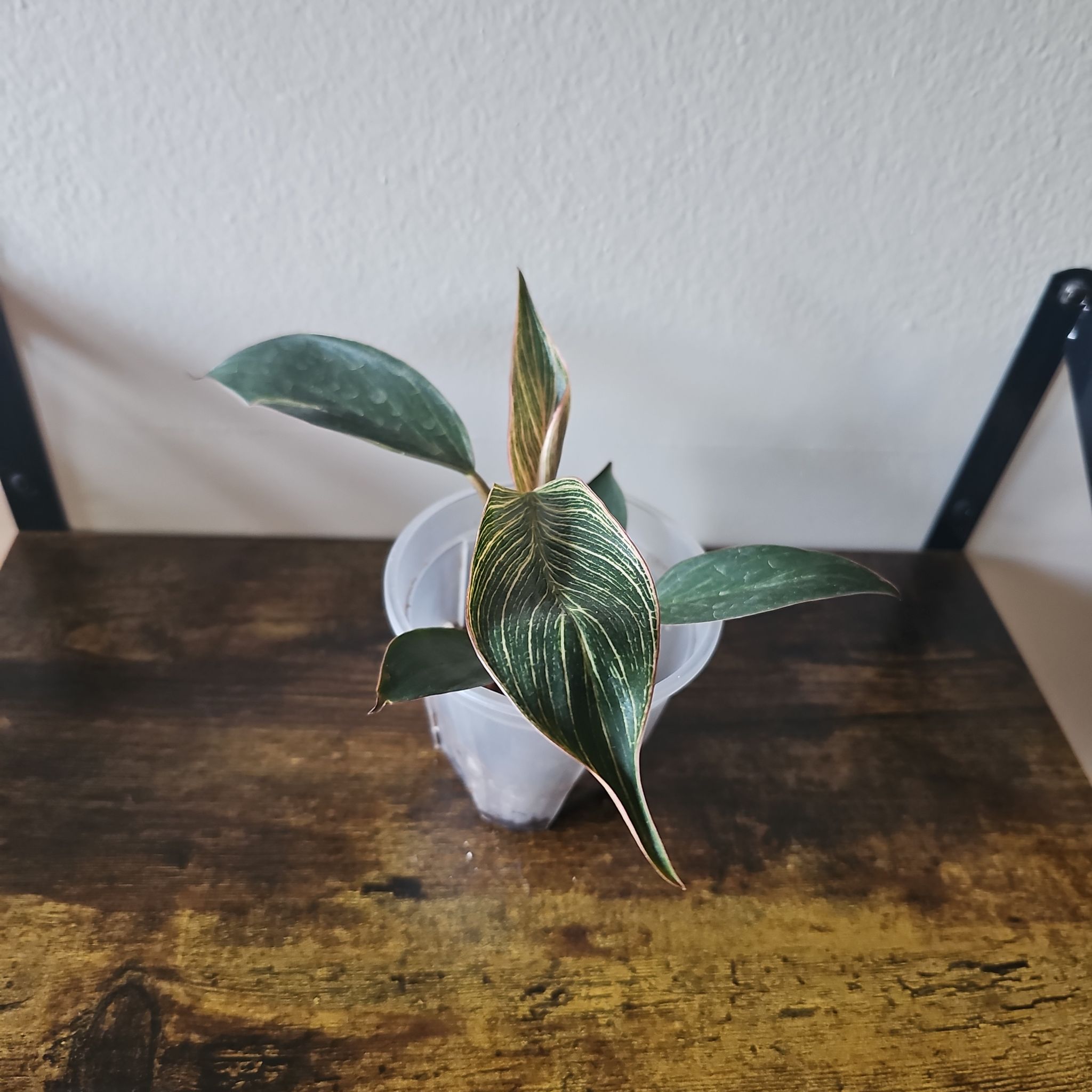 Photo of the plant species Pink Birkin Philodendron by @SunflowerSunset named Athena on Greg, the plant care app