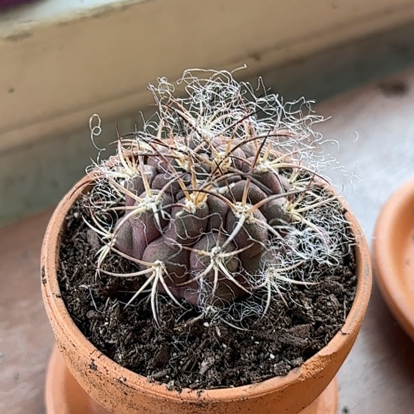 Photo of the plant species Eagle Claw by @EpitomeDamsii76 named Treeyoncé on Greg, the plant care app