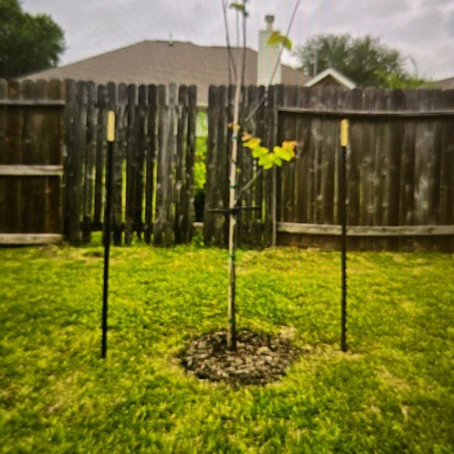 Photo of the plant species Eastern Redbud 'Flame' by @KookyBaytree69 named Mochi on Greg, the plant care app