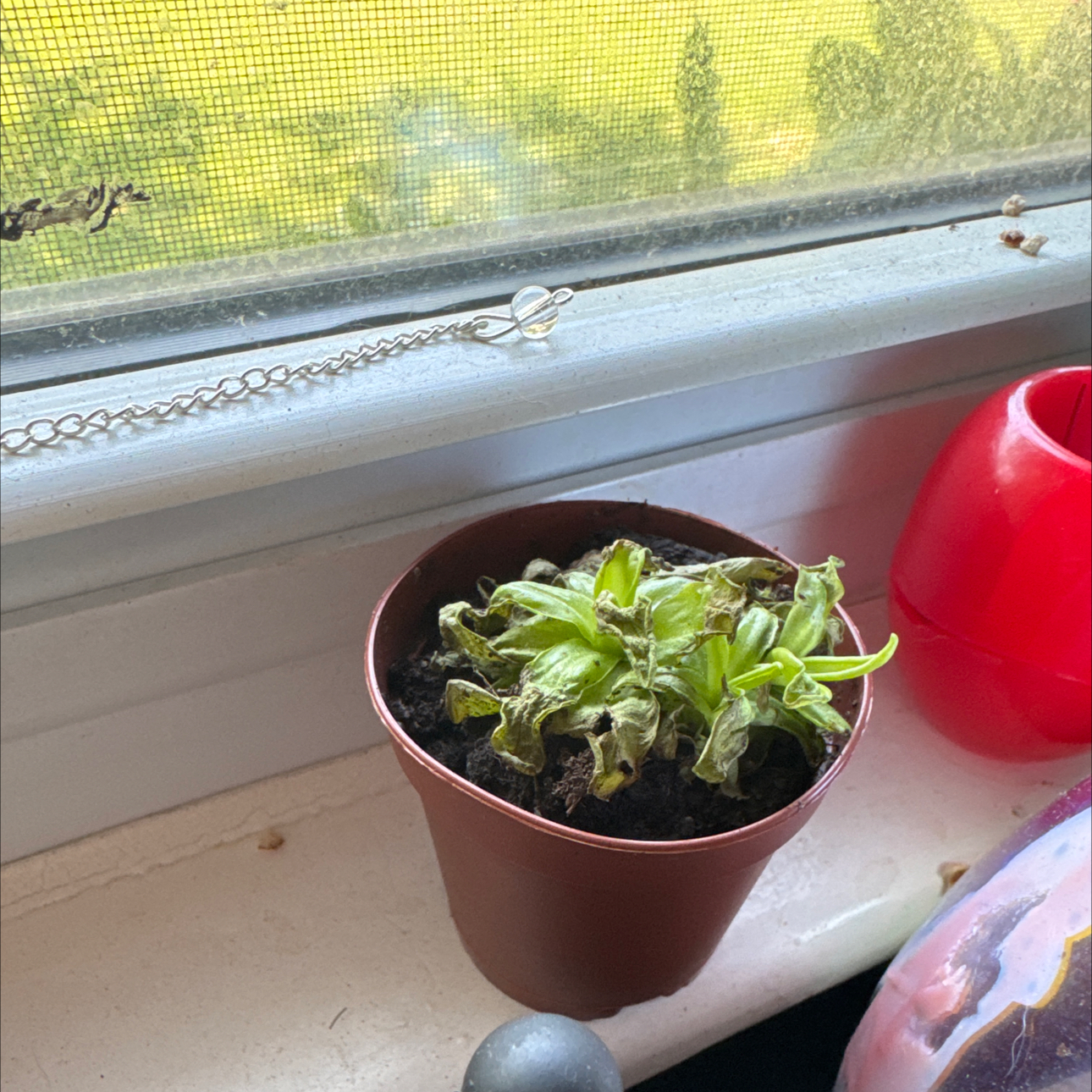 Photo of the plant species Small Butterwort by @SaviorWateroak named Drake on Greg, the plant care app