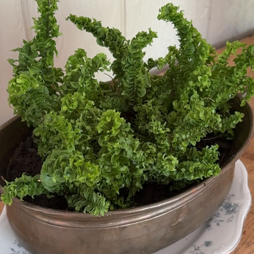 Photo of the plant species Emina Curly Boston Fern by @ReputableMira20 named Einstein on Greg, the plant care app