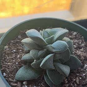 Photo of the plant species Crassula Morgan Hybrid w. Silver Springtime by @SteadyChosmo0 named Sir Plancelot on Greg, the plant care app