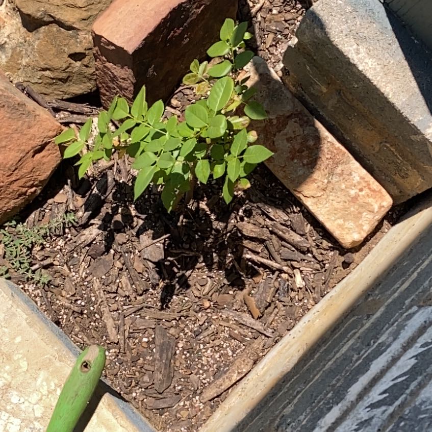 Photo of the plant species Easy Elegance Kashmir Rose by @FitBluerose95 named Bigleef Smalls on Greg, the plant care app