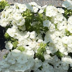Photo of the plant species Drummond's Phlox by @EsteemedOkra26 named Drummond’s Phlox on Greg, the plant care app