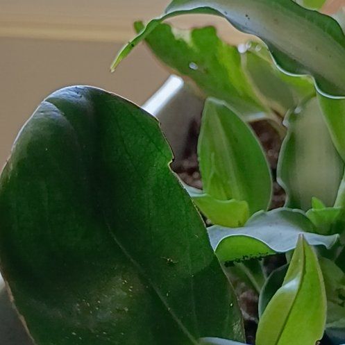Photo of the plant species Showy Orchid by @ZestyBearsear35 named Surya on Greg, the plant care app