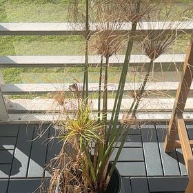 Photo of the plant species Papyrus by @YiftKaramu45 named Cleopatra on Greg, the plant care app