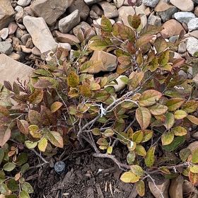 Photo of the plant species Purple Daydream Loropetalum by @AbleAnise6 named Purple daydream on Greg, the plant care app