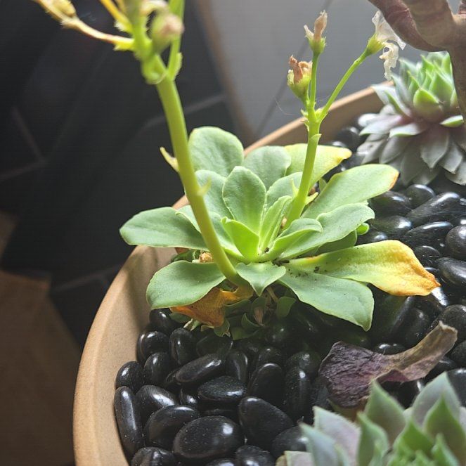 Photo of the plant species Elise Lewisia by @SmoothChia6 named Selene on Greg, the plant care app