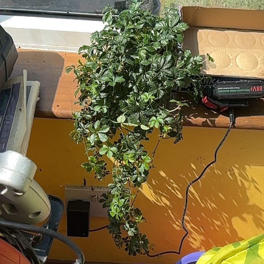 Photo of the plant species Cissus striata by @PivotalKowhai83 named Mollie on Greg, the plant care app