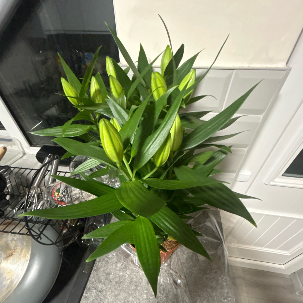 Photo of the plant species Primrose Lily by @UberCutgrass64 named BEAN on Greg, the plant care app