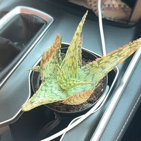 Photo of the plant species Aloe 'Mauna Kea' by @Katherine named Michelle Branch on Greg, the plant care app