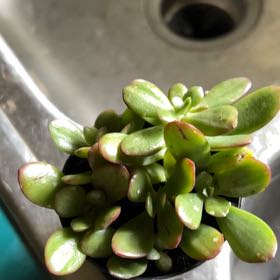 Photo of the plant species Jade by @LeadingSeaoats named Cleopatra on Greg, the plant care app