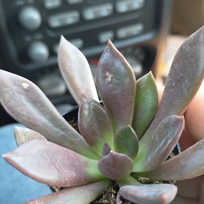 Photo of the plant species Graptoveria Juliana by @VitalGuasca19 named Captain Plant-it on Greg, the plant care app