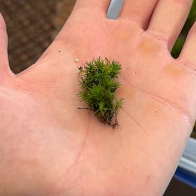 Photo of the plant species Common Smoothcap Moss by @HeadViolet45 named Kesha on Greg, the plant care app