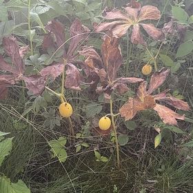 Photo of the plant species Mayapple by @BustlingKaramu9 named Orlando Bloom on Greg, the plant care app
